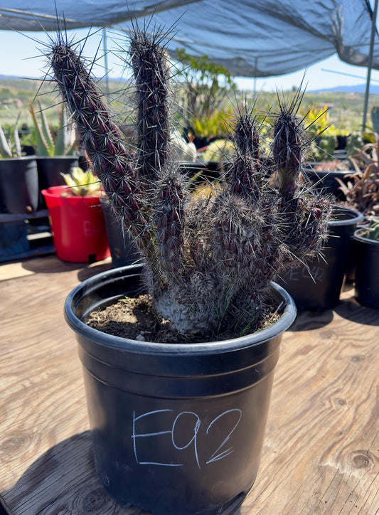 Opuntia crest E92