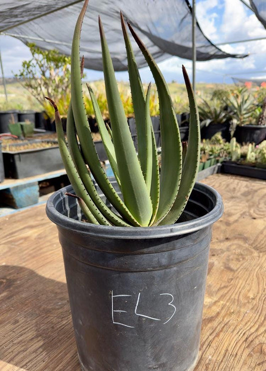 Aloe Wickensii EL3