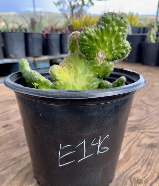 Crested Eve's Needle Cactus - Austrocylindropuntia subulata cristata E146