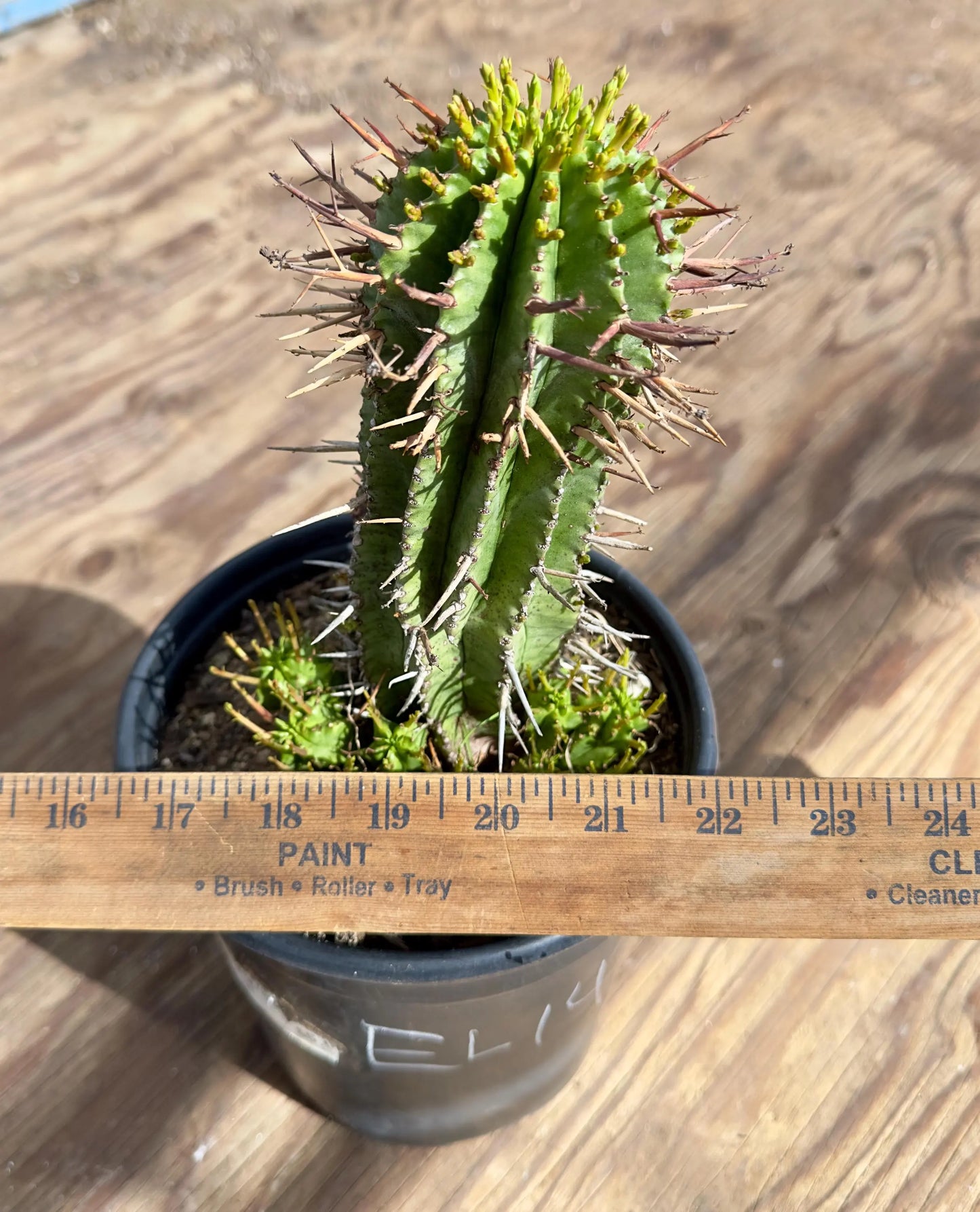 Euphorbia horrida var. noorsveldensis EL14