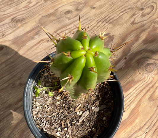 Cactus EL15