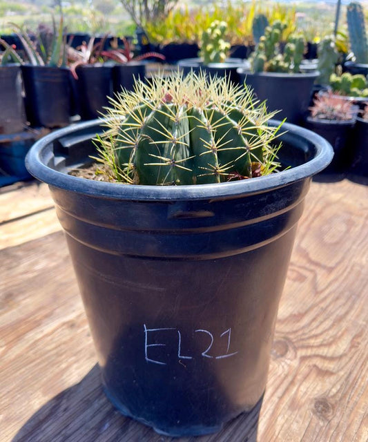 Ferocactus glaucescens - EL21
