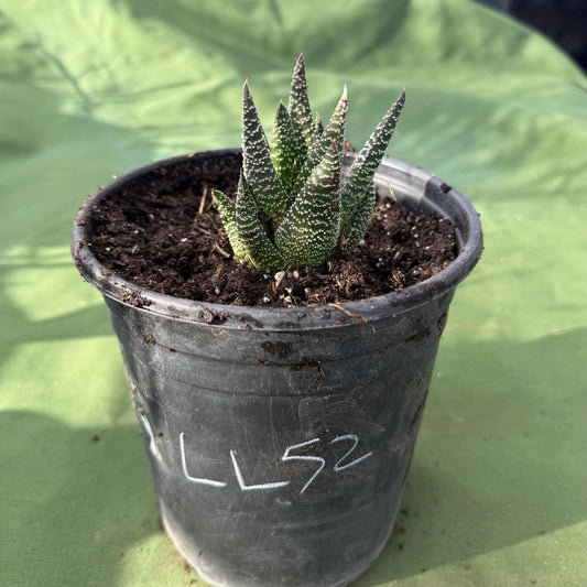 Zebra Plant (LL52) | Haworthiopsis fasciata