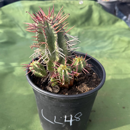 Euphorbia horrida var. noorsveldensis (LL48)
