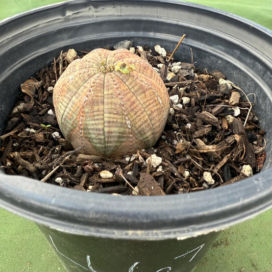Baseball Euphorbia (LL67) | Euphorbia obesa