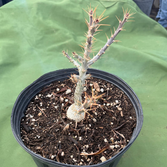 Pachypodium bispinosum (LL57)