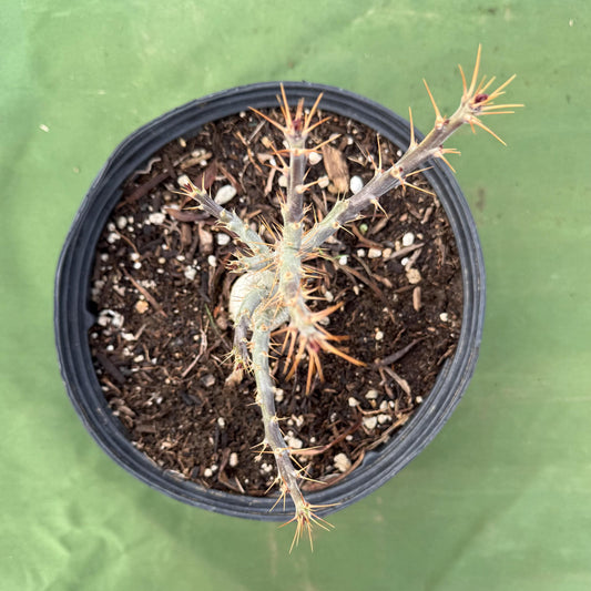 Pachypodium bispinosum (LL57)
