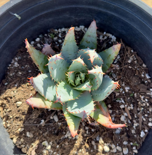 Aloe Peglerae EL31 - Fez Aloe