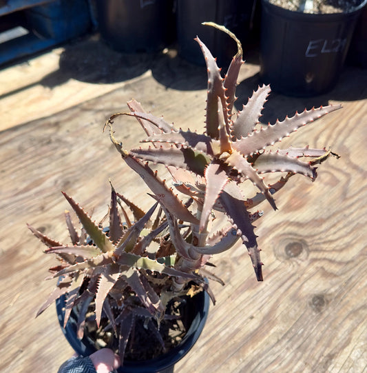 Aloe  EL30