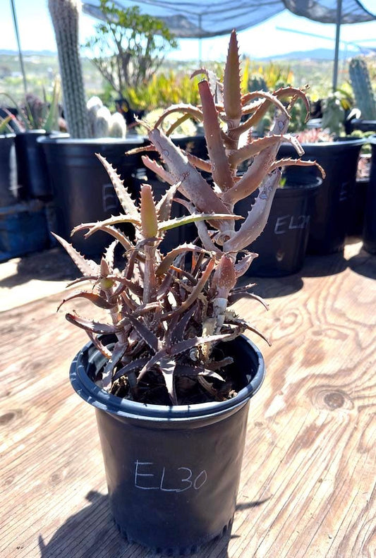 Aloe  EL30