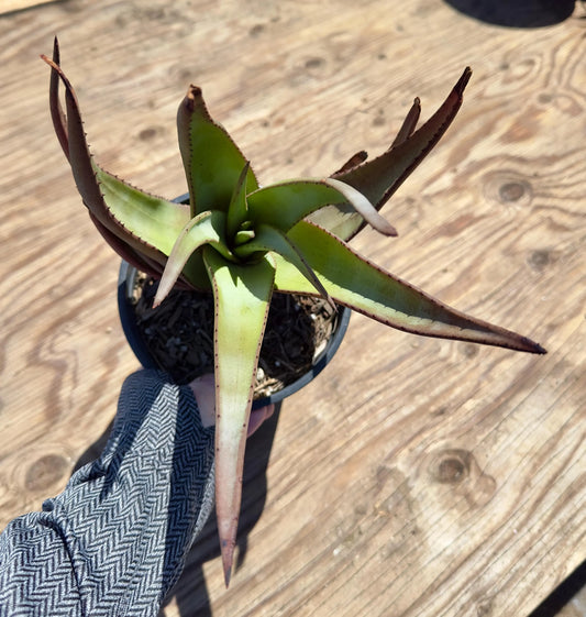 Aloe Wickensii EL32