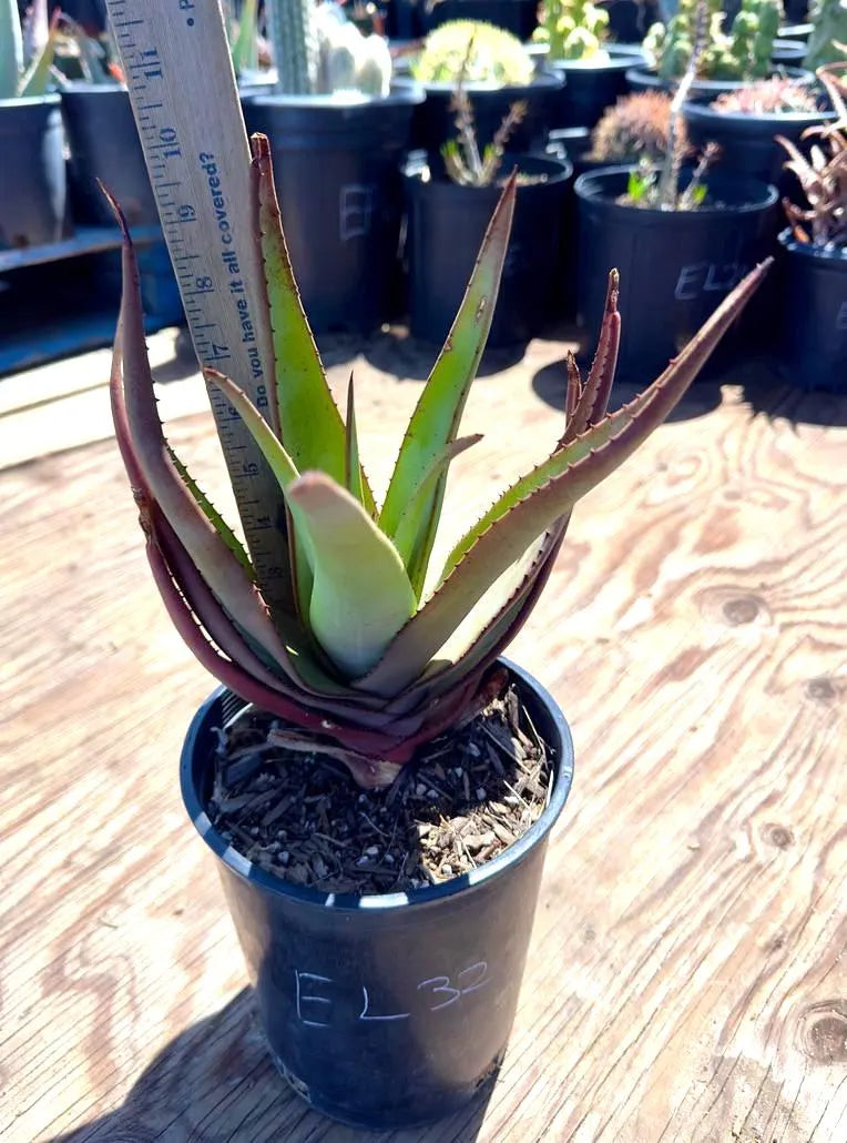Aloe Wickensii EL32