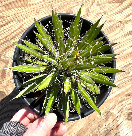 Agave schidigera EL34