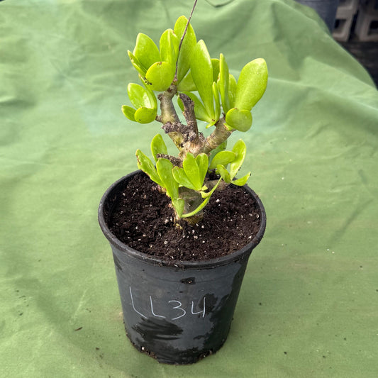 Butter Tree (LL34) | Tylecodon paniculatus