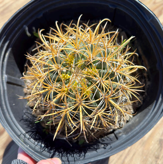 Ferocactus chrysacanthus EL41