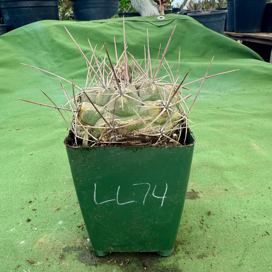 Thelocactus hexaedrophorus (LL74)