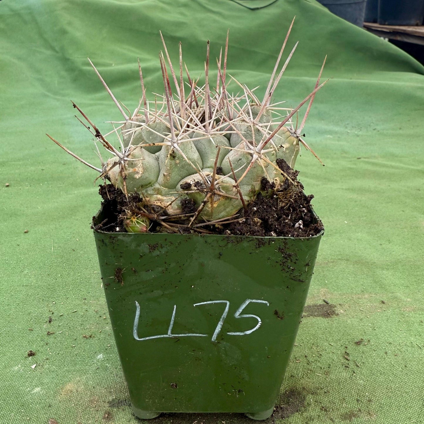 Thelocactus hexaedrophorus (LL75)