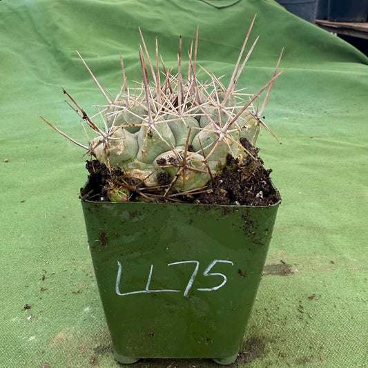 Thelocactus hexaedrophorus (LL75)