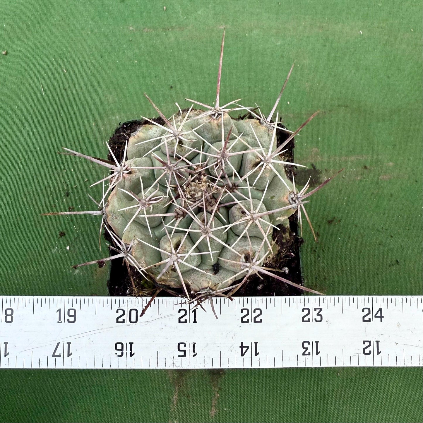 Thelocactus hexaedrophorus (LL75)