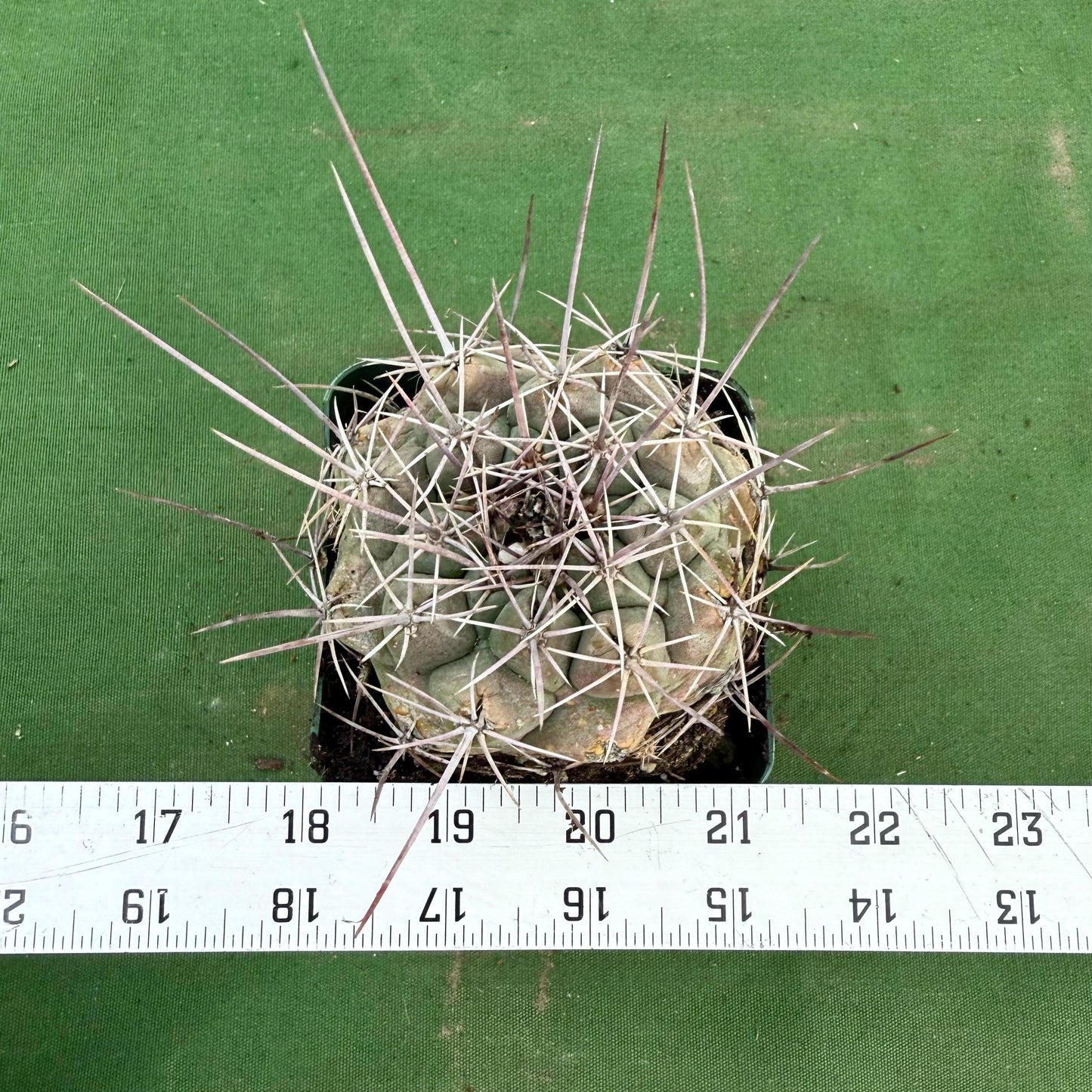 Thelocactus hexaedrophorus (LL76)