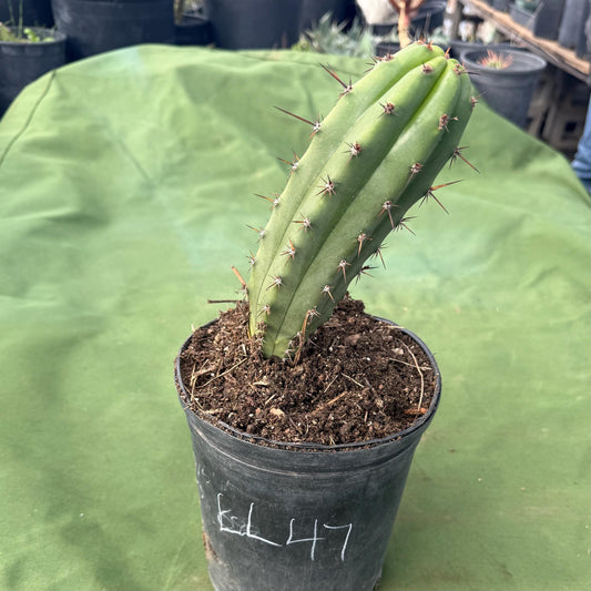 Cactus (LL47)