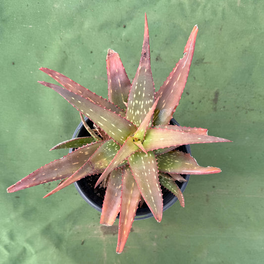 Aloe Rooikappie (LL54) | Little Red Riding Hood