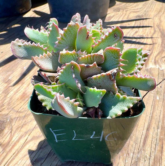 Faucaria tigrina EL46 - Tiger Jaws
