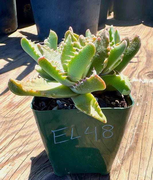 Tiger Jaws EL48 | Faucaria tigrina