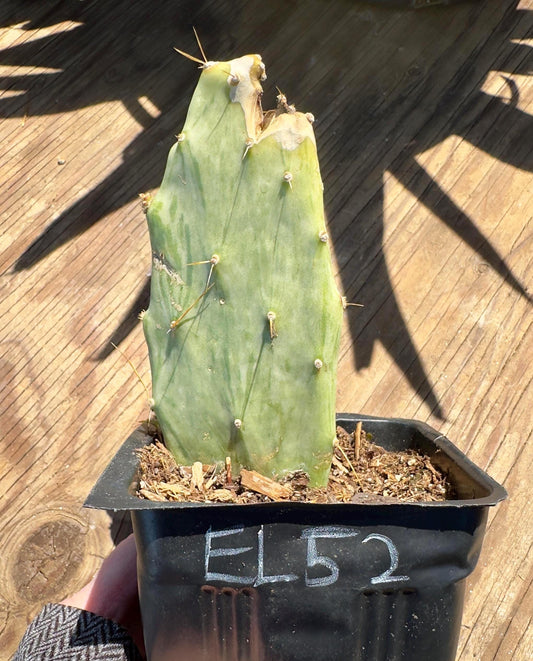 Variegated Prickly Pear EL52 | Opuntia White Variegated Form