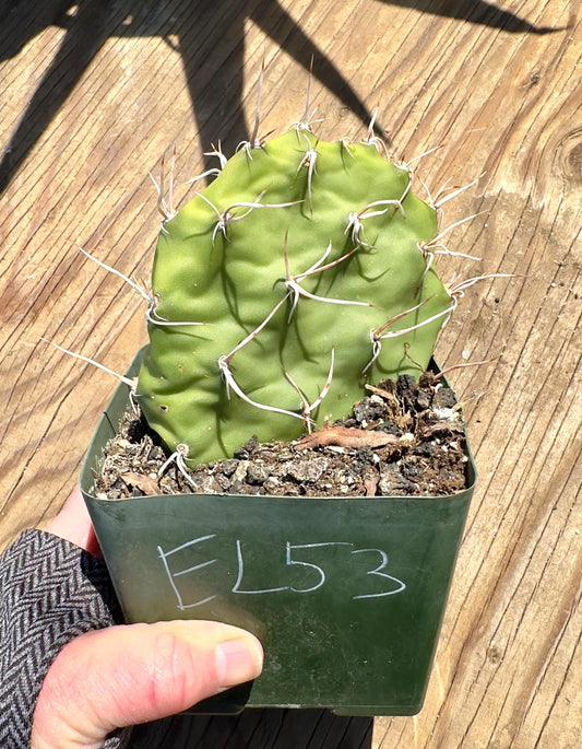 Opuntia sulphurea' EL53 - Sulphur Prickly Pear