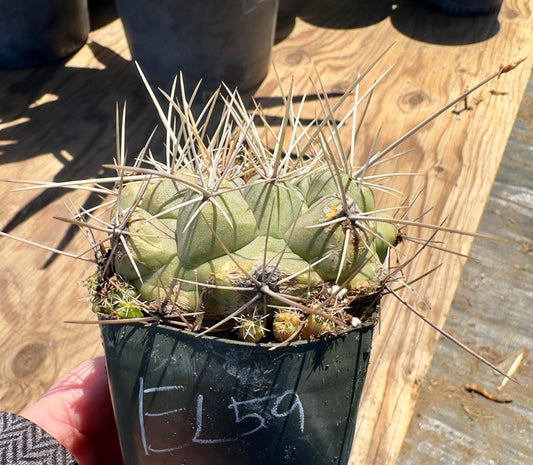 Thelocactus hexaedrophorus EL59