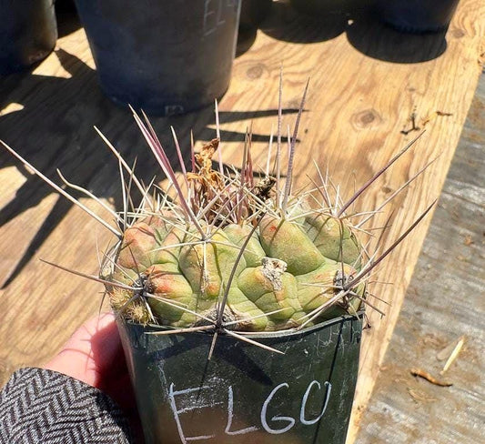 Thelocactus hexaedrophorus EL60