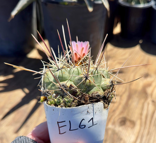 Thelocactus hexaedrophorus EL61