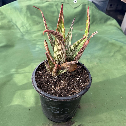 Aloe 'Chico Banana' (LL50)