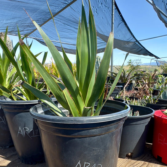 Three Gallon Dragon Tree (AR12) | Dracaena draco