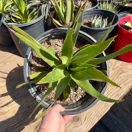 Three Gallon Dragon Tree (AR12) | Dracaena draco