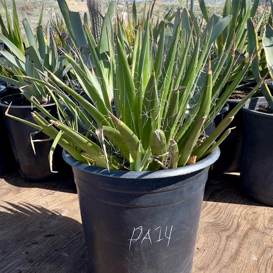 Thread Agave (PA14) | Agave filifera