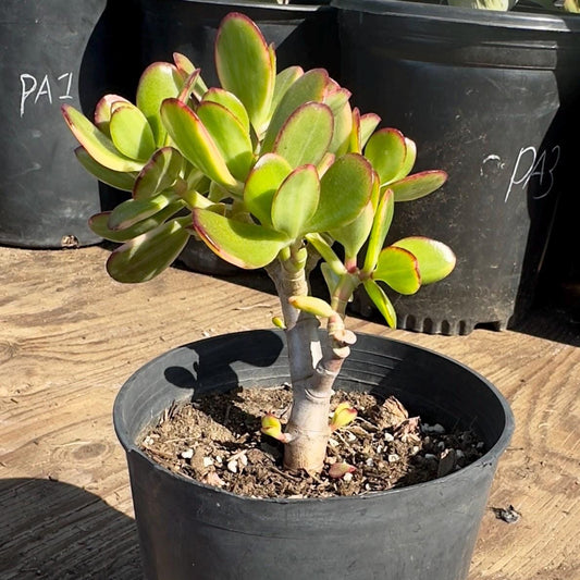 Lemon Lime Jade (PA42) | Crassula ovata 'Lemon & Lime'