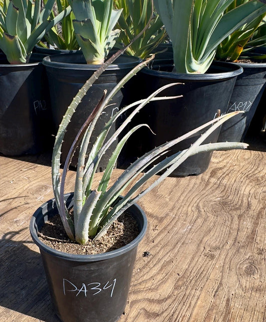 Silver Dyckia PA34