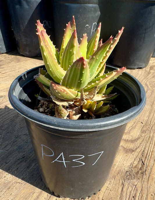 Golden Toothed Aloe PA37 | Variegated Aloe Nobilis