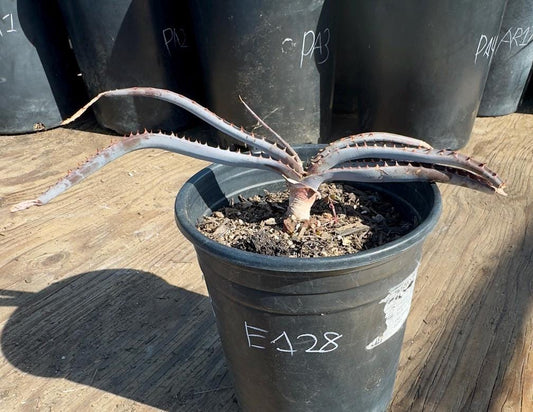 Mustache Aloe E128 | Aloe suprafoliata