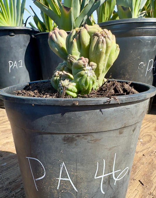 Cereus forbesii monstrose 'Ming Thing' PA46