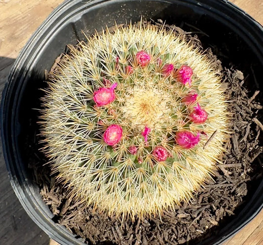 Mammillaria PA20