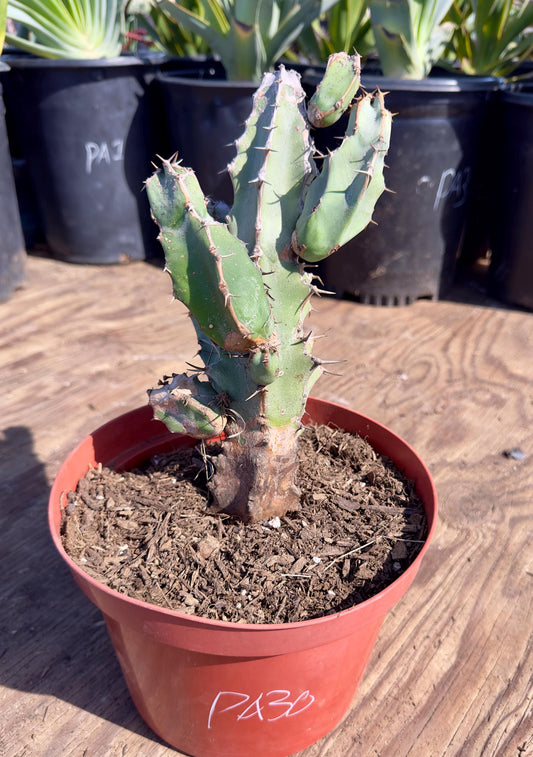 Euphorbia coerulescens PA30
