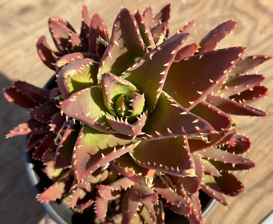 Aloe nobilis - A50