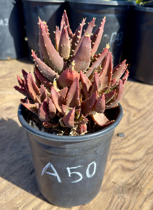 Aloe nobilis - A50