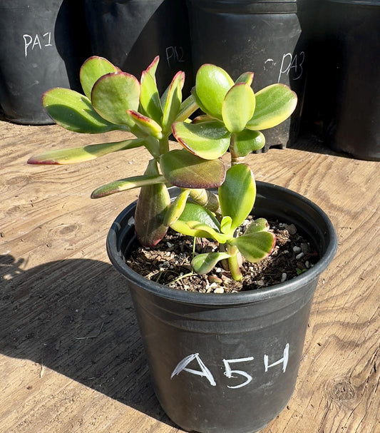 Lemon Lime Jade A54 | Crassula ovata 'Lemon & Lime'