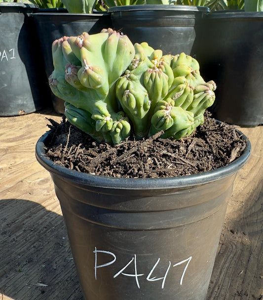 Cereus forbesii monstrose ‘Ming Thing’  PA47