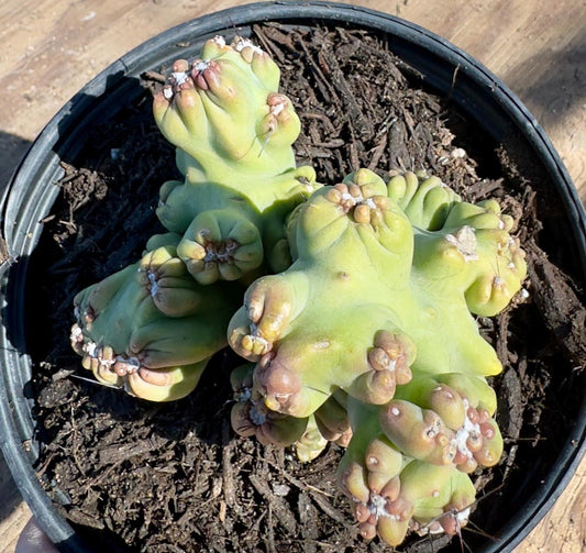Cereus forbesii monstrose ‘Ming Thing’  PA48