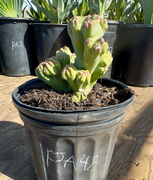 Cereus forbesii monstrose ‘Ming Thing’  PA48